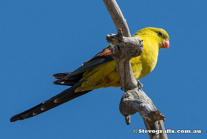 Regent Parrot