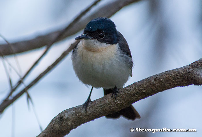 Restless Flycatcher