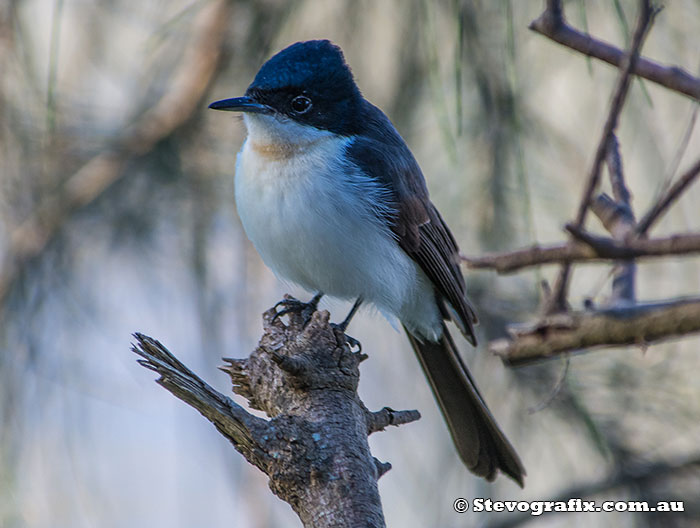 Restless Flycatcher