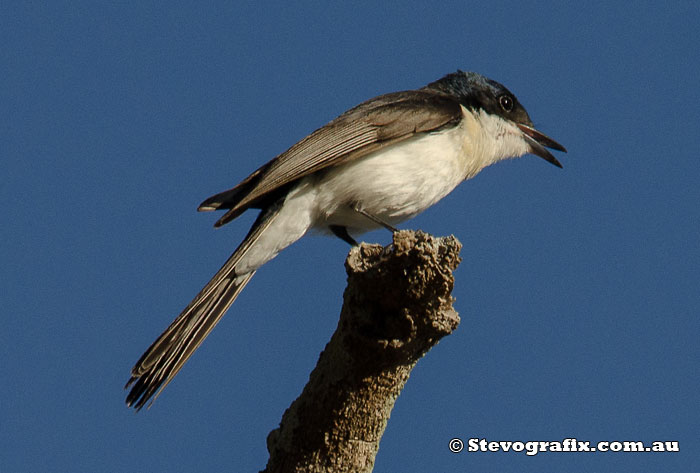 Restless Flycatcher