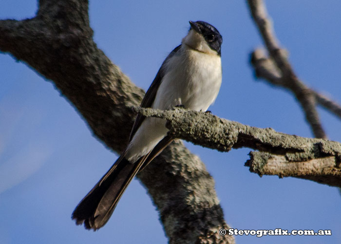 Restless Flycatcher