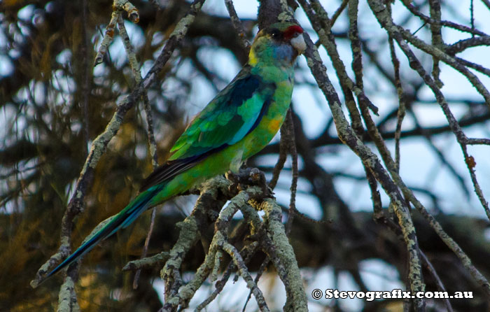 Australian (Mallee) Ringneck