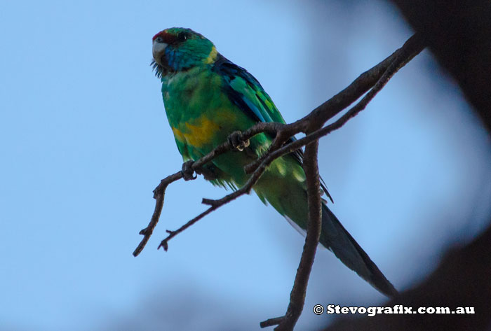 Australian (Mallee) Ringneck