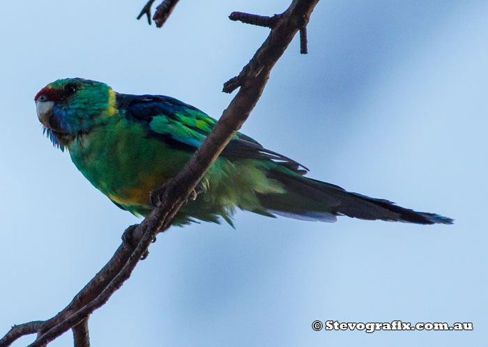 Australian (Mallee) Ringneck