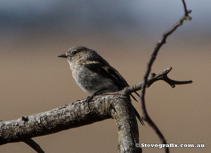 Female Hooded Robin