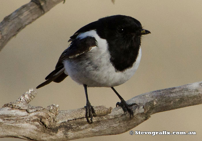 Male Hooded Robin at Little Desert National Park, Vic