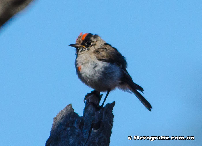 Red-capped Robin