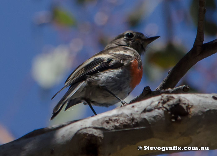 Scarlet Robin