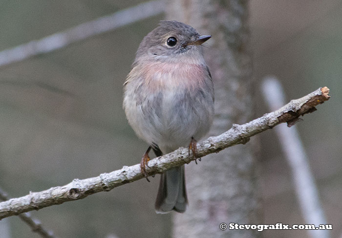 Female Rose Robin