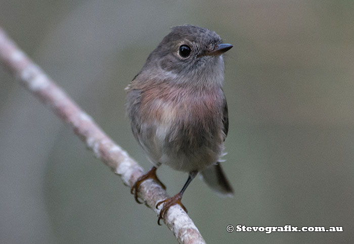 Female Rose Robin