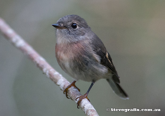 Female Rose Robin