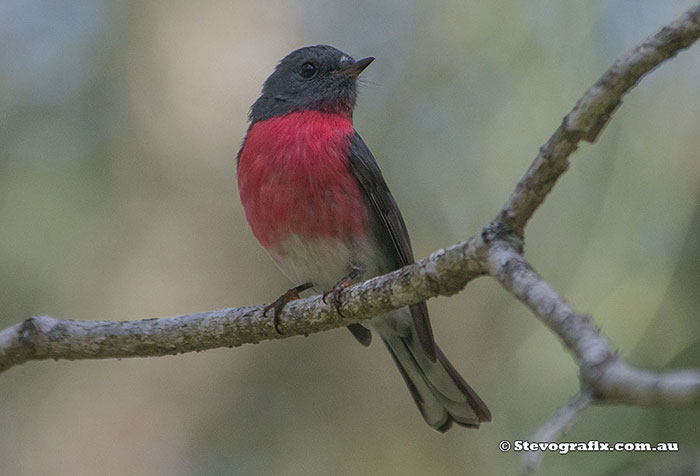 Male Rose Robin