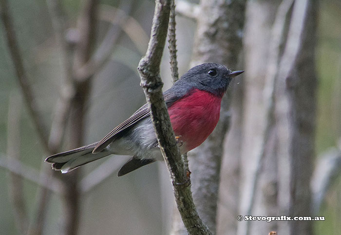 Male Rose Robin