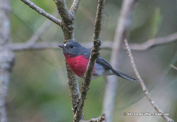 Male Rose Robin