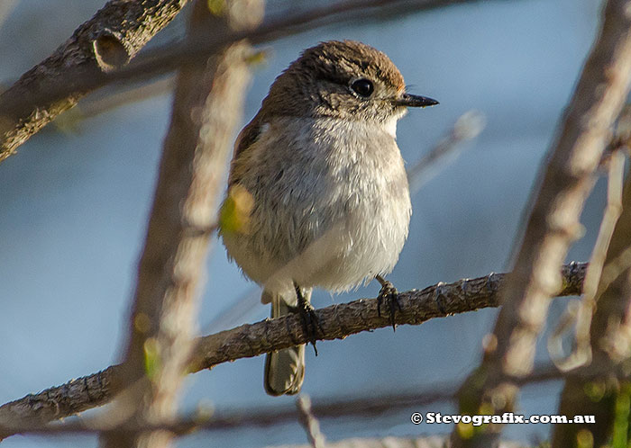 Immature Rose Robin