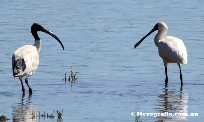 Royal Spoonbill & Australian White Ibis