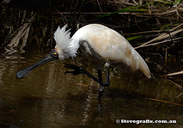 Royal Spoonbill having a scratch