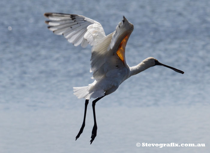 Royal Spoonbill in flight