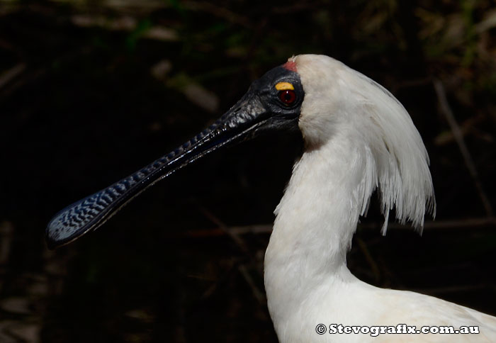 Royal Spoonbill