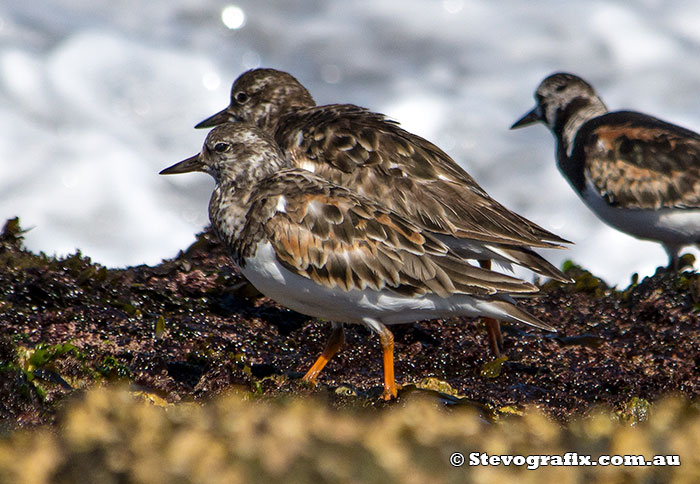 Ruddy Turnstone