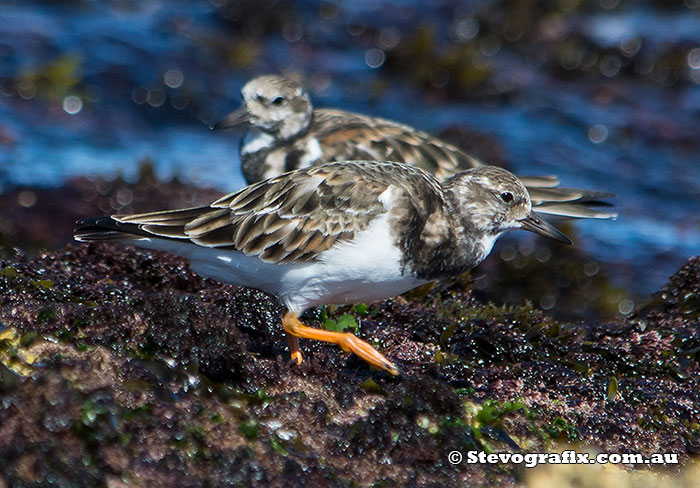 Ruddy Turnstone