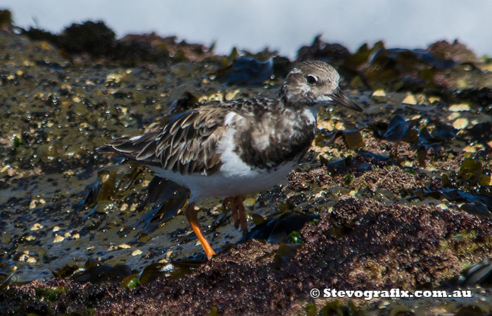 Ruddy Turnstone