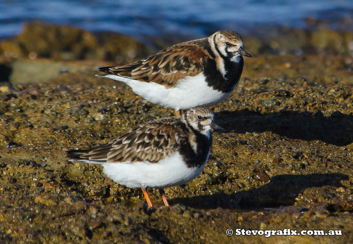 Ruddy Turnstones