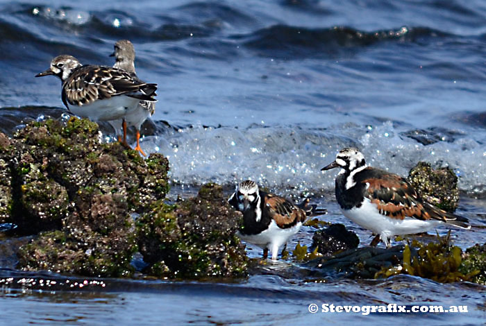 Ruddy Turnstones