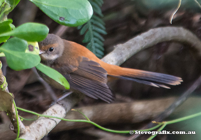 Rufous Fantail