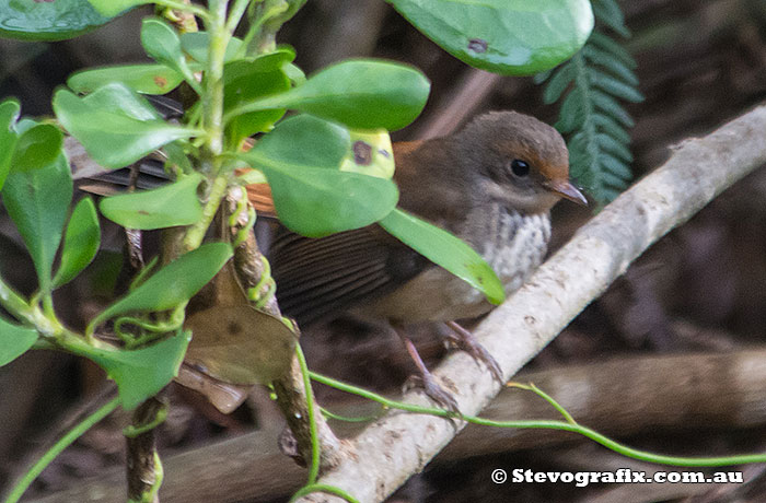 Rufous Fantail