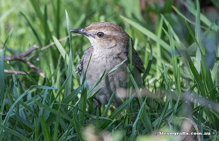 Rufous Songlark