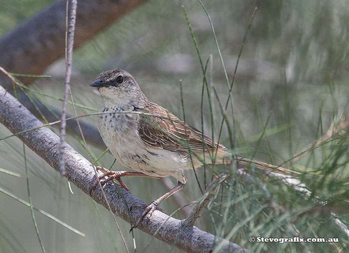 Rufous Songlark