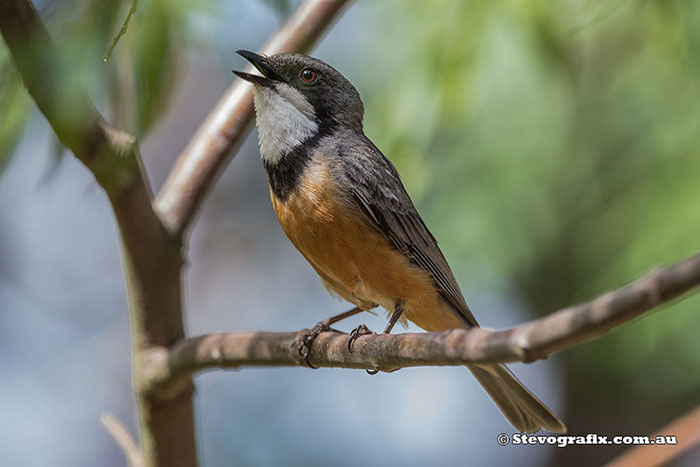 Rufous Whistler