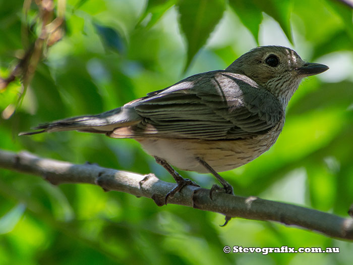 Female Rufous Whistler