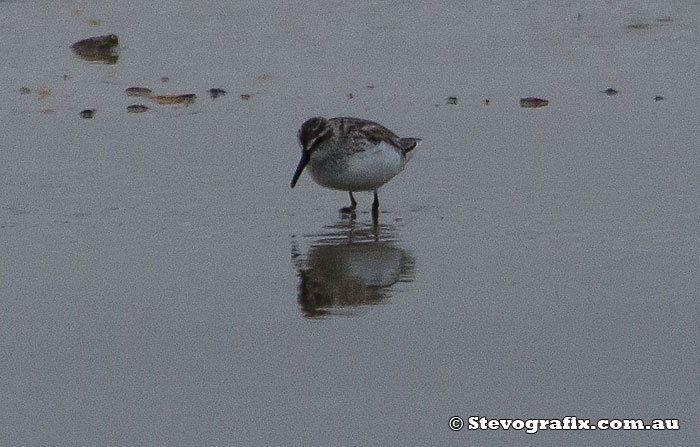 Broad-billed Sandpiper