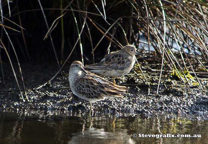 Buff-breasted Sandpiper