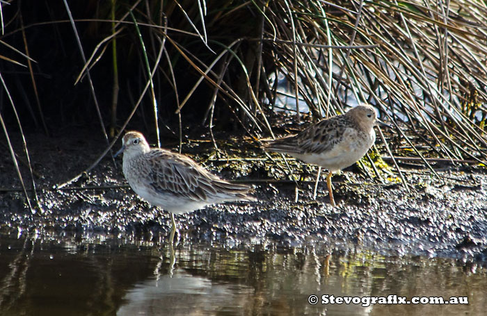 Buff-breasted Sandpiper