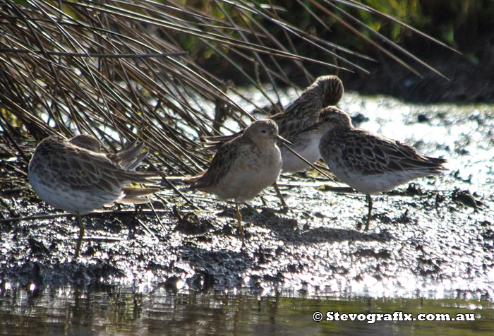 Buff-breasted Sandpiper