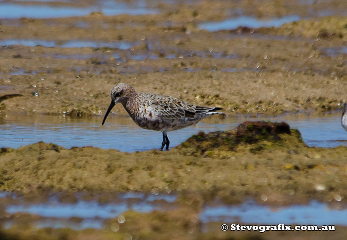 Curlew Sandpiper