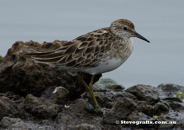 Sharp-tailed Sandpiper