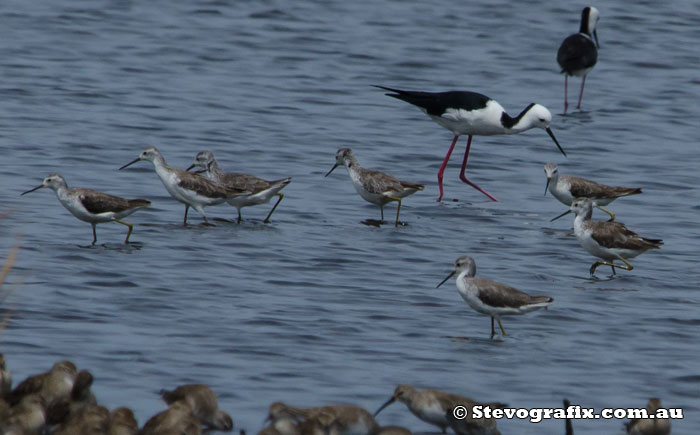 Marsh Sandpipers