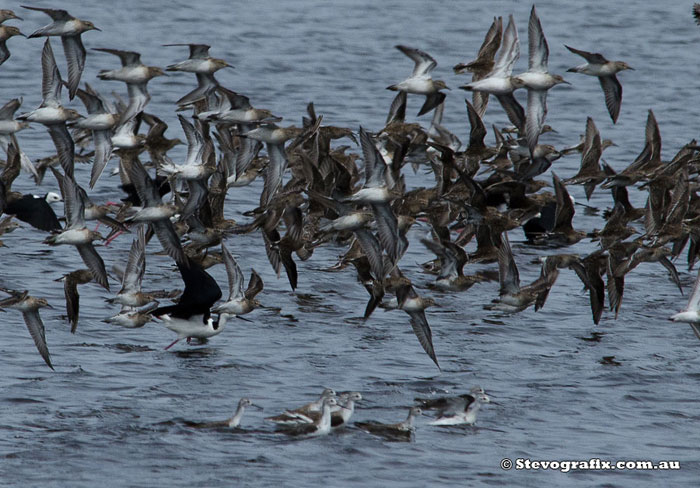 Marsh sandpipers under wader flock