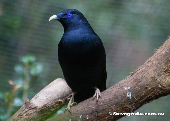 Male Satin Bowerbird