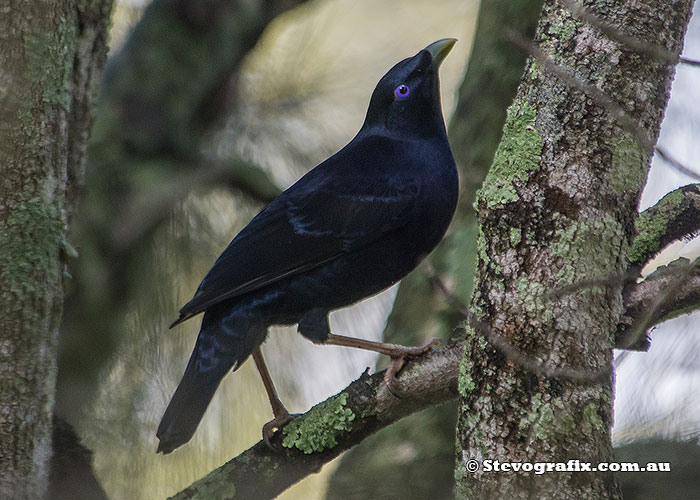 Male Satin Bowerbird