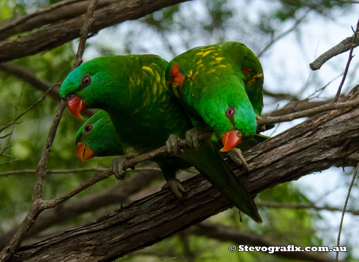 Scarley-breasted Lorikeets