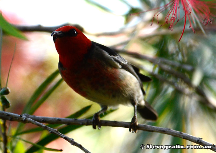 Scarlet Honeyeater - male