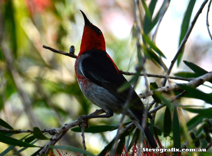 Scarlet Honeyeater - male