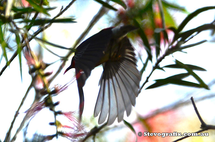 Male Scarlet Honeyeater flying.