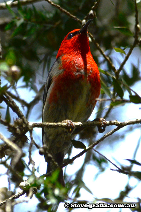 Scarlet Honeyeater