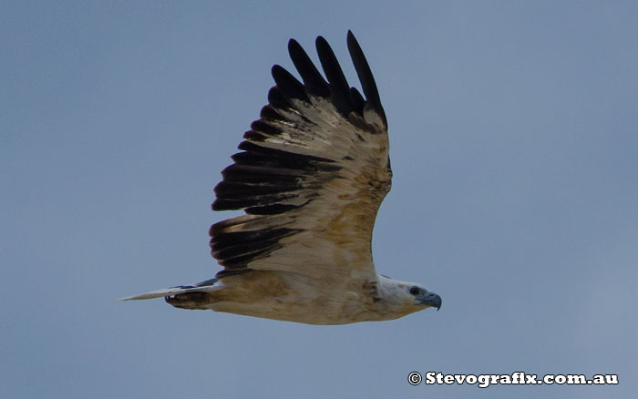 White-bellied sea-eagle